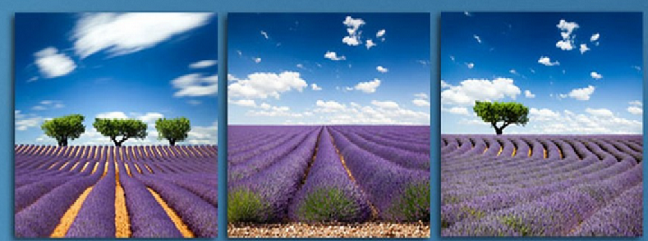 Lavender 4 x2.png