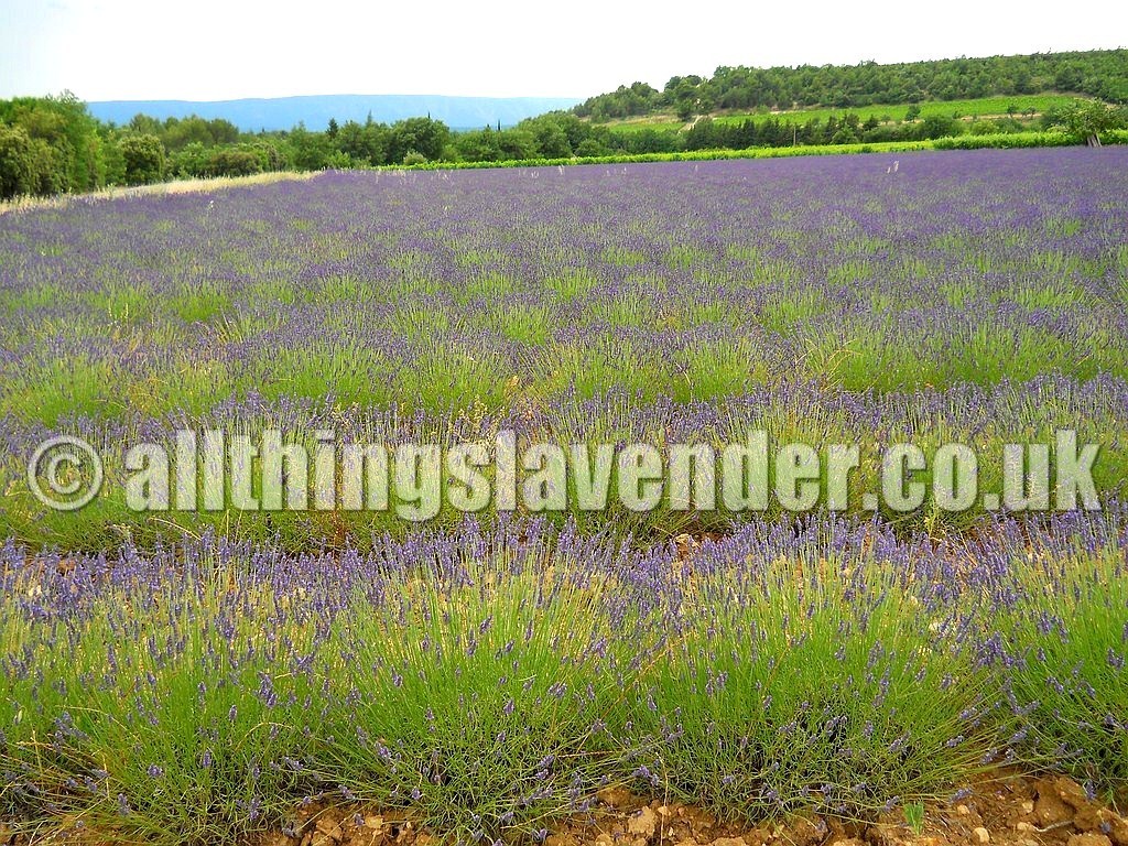 All Things Lavender Lavender Fields Provence June 2014