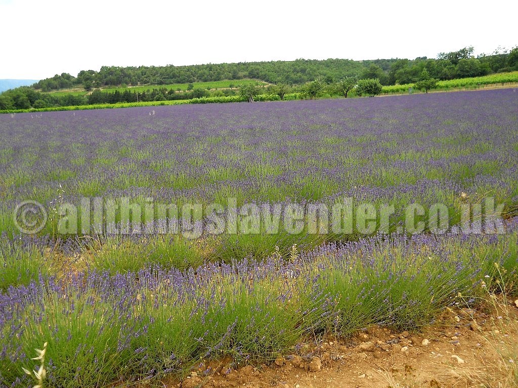 All Things Lavender  Fields Of Lavender  Provence June 2014