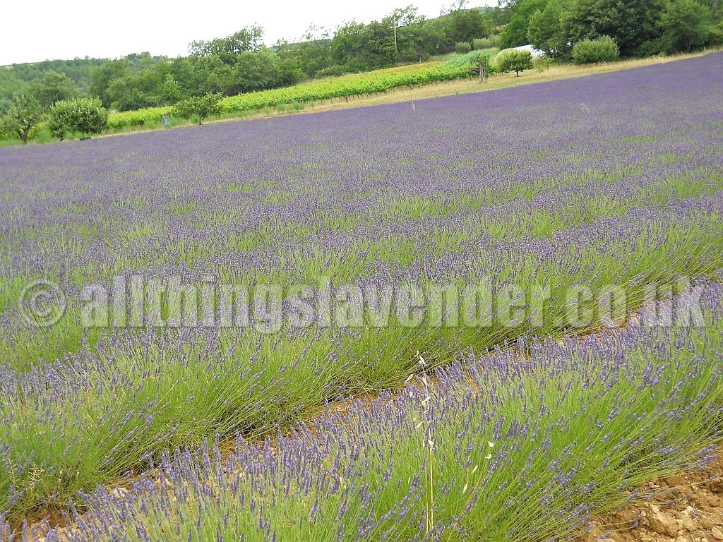 All Things Lavender  Fields Of Lavender  Provence June 2014 Lavender Fields