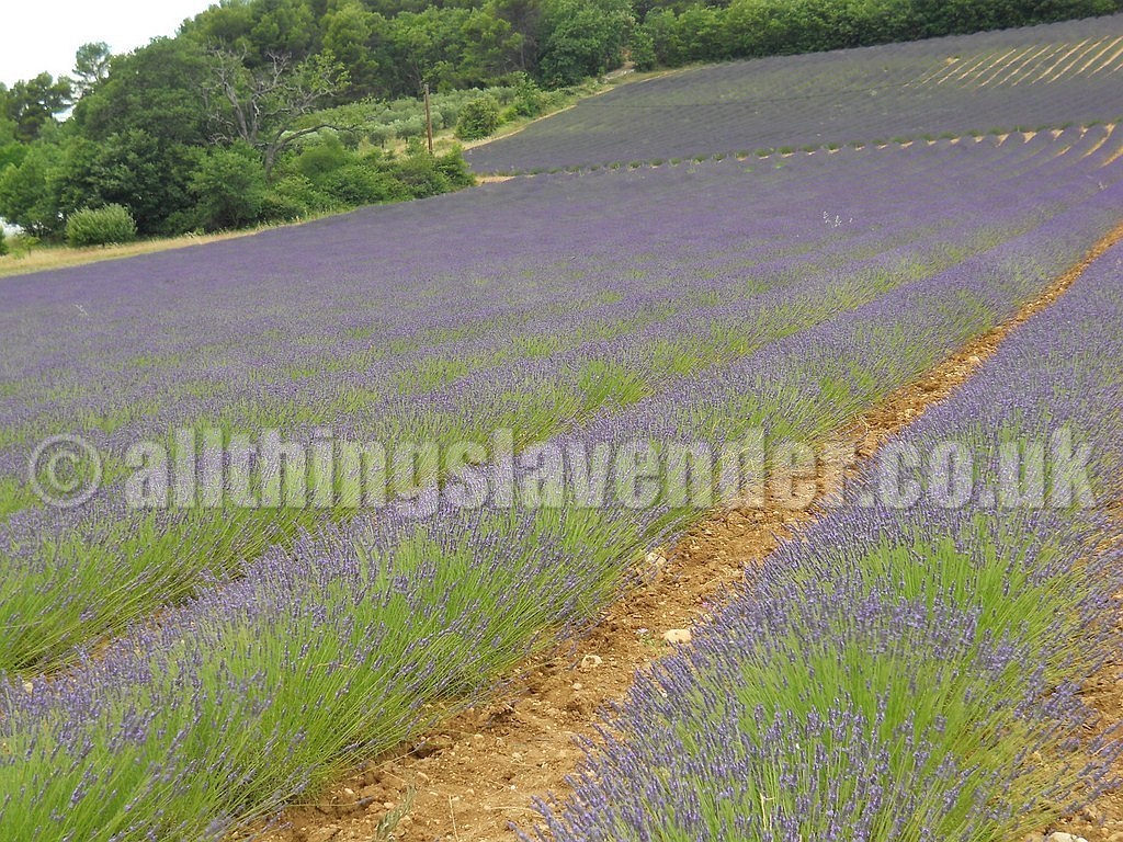 All Things Lavender  Fields Of Lavender  Provence June 2014 Lavender Fields