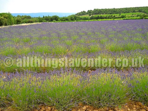 All Things Lavender Lavender Fields Provence June 2014
