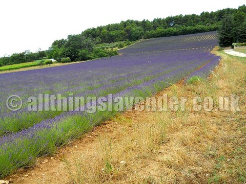 All Things Lavender  Fields Of Lavender  Provence June 2014