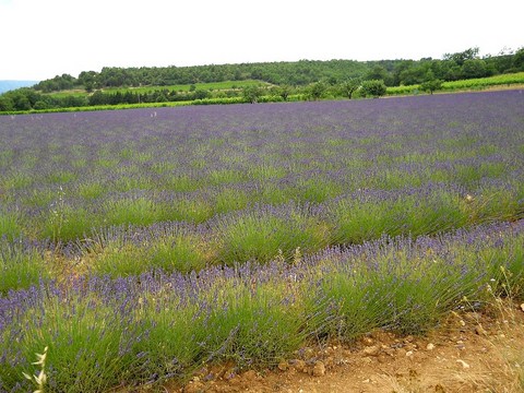 All Things Lavender  Fields Of Lavender  Provence June 2014