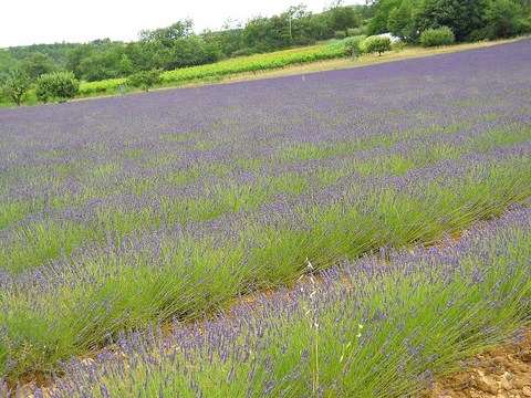 All Things Lavender  Fields Of Lavender  Provence June 2014 Lavender Furrows