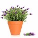 All Things Lavender